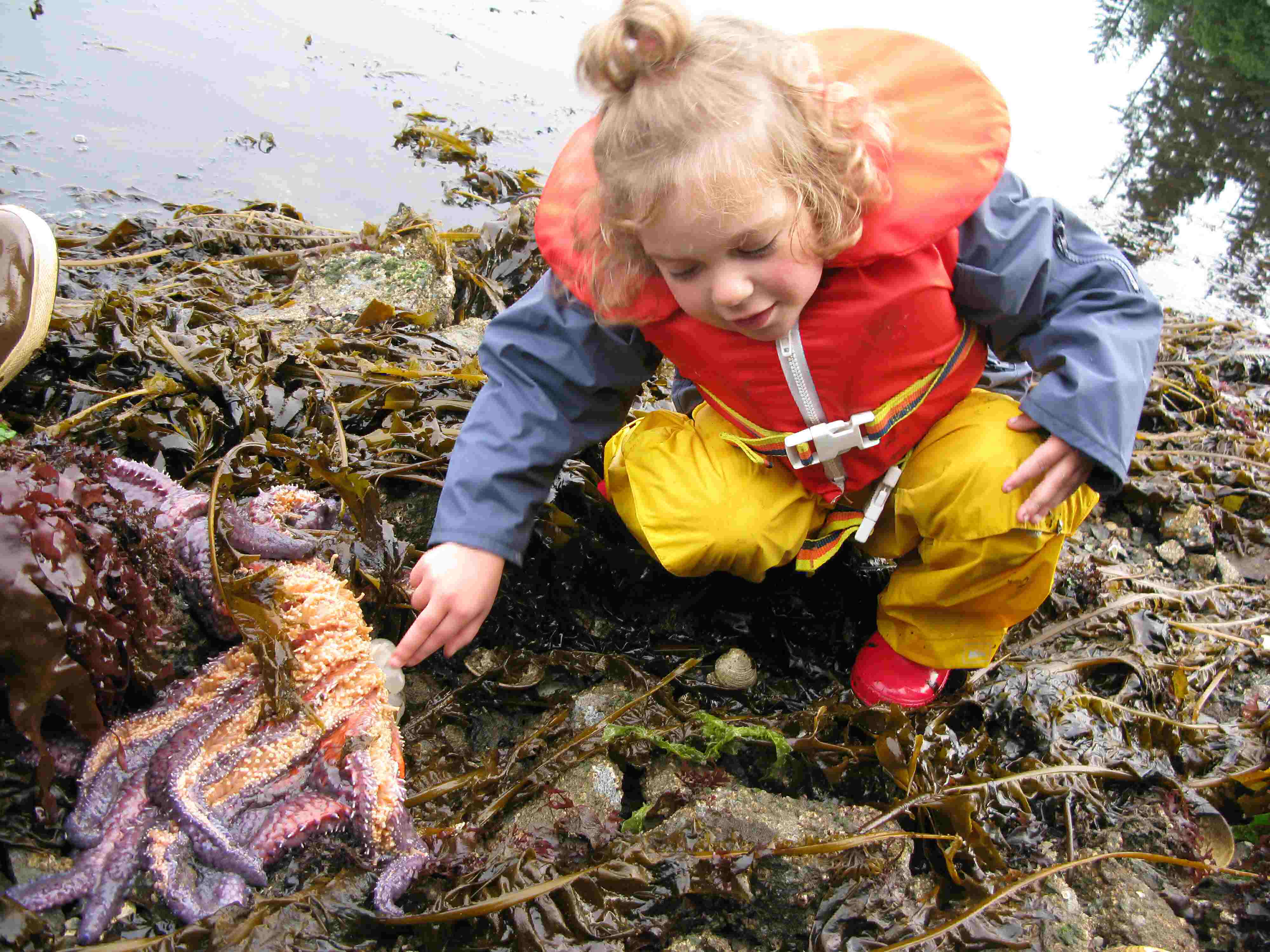 Kachemak Bay tidepool discovery tour, observing the stomach of starfish